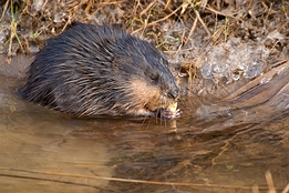 2007_12_16___Bisam___Sandweier___6581___100