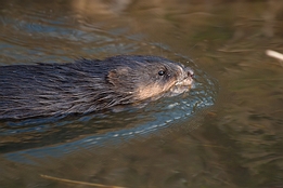 2007_12_16___Bisam___Sandweier___6593___100