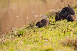 2008_01_26___Bisam___Sandweier___7439___100