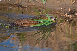 2009_04_11___Bisam___Sandweier___0090___100