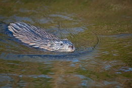 2009_04_11___Bisam___Sandweier___0134___100