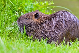 2012_06_09___Bisam___Rastatt___4718___100