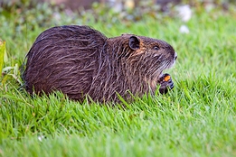 2012_06_09___Bisam___Rastatt___4773___100