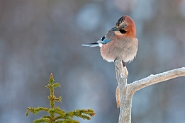 2010_01_09___Eichelhaeher___Kalvtraesk___1181___100