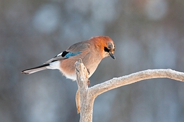 2010_01_09___Eichelhaeher___Kalvtraesk___1192___100