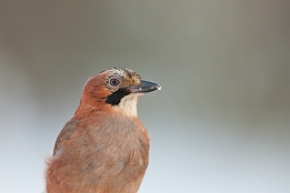 2010_01_09___Eichelhaeher___Kalvtraesk___1330___100