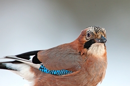 2010_01_09___Eichelhaeher___Kalvtraesk___1334___100