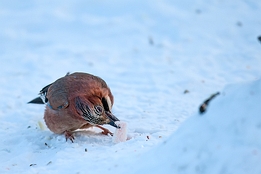 2010_01_09___Eichelhaeher___Kalvtraesk___4653___100