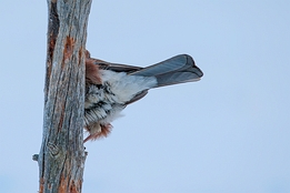 2010_01_09___Eichelhaeher___Kalvtraesk___4659___100