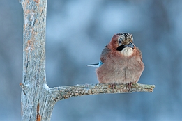 2010_01_09___Eichelhaeher___Kalvtraesk___4802___100