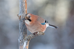 2010_01_09___Eichelhaeher___Kalvtraesk___4897___100