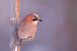 2010_01_09___Eichelhaeher___Kalvtraesk___4965___100