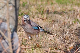 2012_03_16___Eichelhaeher___Buehl___0019___100