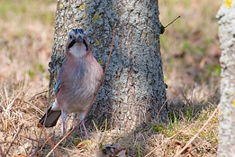 2012_03_16___Eichelhaeher___Buehl___0029___100