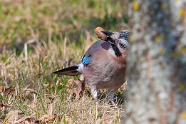 2012_03_16___Eichelhaeher___Buehl___0077___100