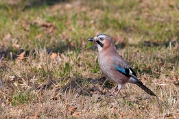 2012_03_16___Eichelhaeher___Buehl___0095___100