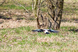 2012_03_16___Eichelhaeher___Buehl___0116___100