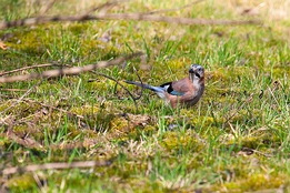 2012_03_16___Eichelhaeher___Buehl___9979___100