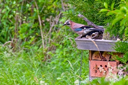 2017_04_06___Eichelhaeher___GdStk___3686___100