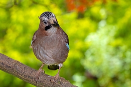 2021_06_05___EICHELHAEHER___EISENGRAEFF___1544___100