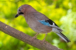 2021_06_05___EICHELHAEHER___EISENGRAEFF___1547___100