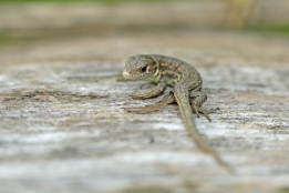 2007_08_11___Eidechse___Wintersdorf___4236___100