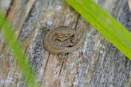 2007_08_11___Eidechse___Wintersdorf___4293___100