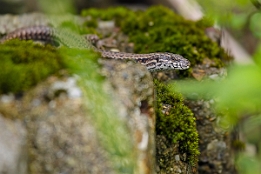 2008_08_21___Eidechse___Sinzheim___4544___100