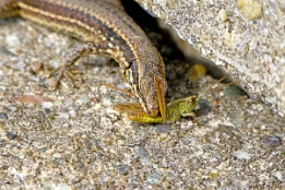 2008_08_21___Eidechse___Sinzheim___4938___100