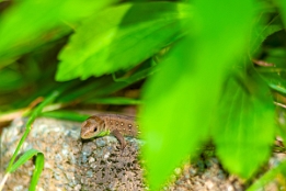 2014_09_07___Eidechse___BAD___1884___100