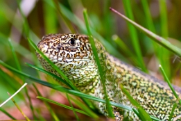 2015_04_03___Eidechsen___BAD___3429___100