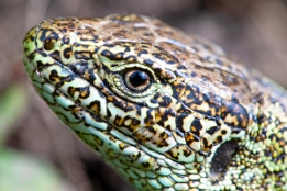 2015_04_03___Eidechsen___BAD___7343___100