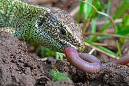 2015_04_03___Eidechsen___BAD___7386___100