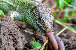 2015_04_03___Eidechsen___BAD___7396___100