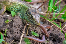 2015_04_03___Eidechsen___BAD___7403___100