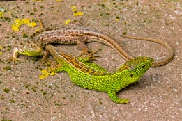 2015_05_18___Eidechse___BAD___1577___100