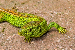 2015_05_18___Eidechse___BAD___1589___100