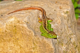 2016_05_06___Eidechse___GdStk___0860___100