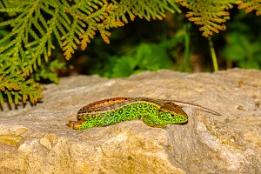 2016_05_06___Eidechse___GdStk___0873___100