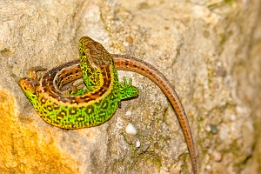 2016_05_06___Eidechse___GdStk___0889___100