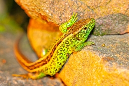 2016_05_06___Eidechse___GdStk___0909___100