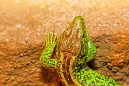 2016_05_06___Eidechse___GdStk___0924___100