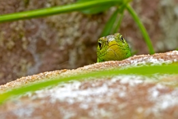 2019_05_30___EIDECHSE___GRUNDSTUECK___0955___100