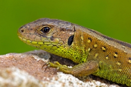 2019_05_30___EIDECHSE___GRUNDSTUECK___1020___100