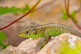 2019_05_30___EIDECHSE___GRUNDSTUECK___1045___100