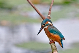 2015_09_25___EISVOGEL___9751