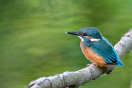 2018_06_04___EISVOGEL___4876