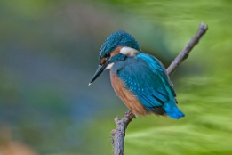 2018_06_04___EISVOGEL___4901