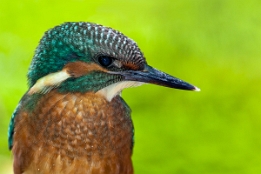 2018_06_04___EISVOGEL___5465