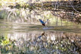 2020_09_10___EISVOGEL___3986